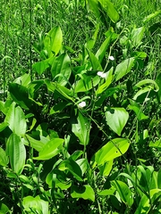 Echinodorus cordifolius