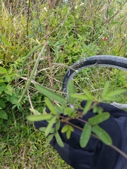 Macroptilium lathyroides