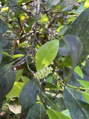 Coccoloba diversifolia