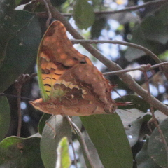 Charaxes candiope
