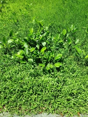 Echinodorus cordifolius