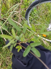 Macroptilium lathyroides