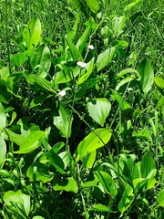 Echinodorus cordifolius