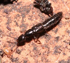 Gyrohypnus fracticornis