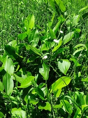 Echinodorus cordifolius