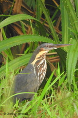 Ixobrychus flavicollis