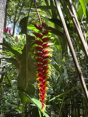 Heliconia rostrata