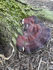 Daedaleopsis confragosa