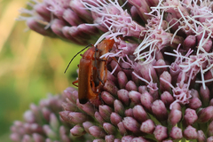 Rhagonycha fulva