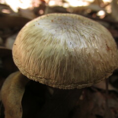 Amanita marmorata