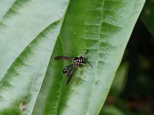 Ectopioglossa