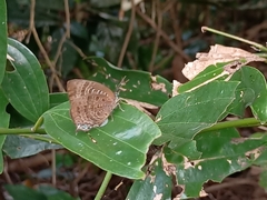 Arhopala centaurus