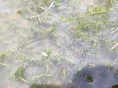 Hydrilla verticillata