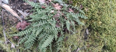 Asplenium fontanum