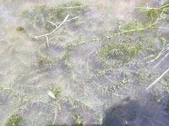Hydrilla verticillata