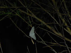 Crypsiphona tasmanica