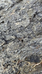 Phalangium opilio