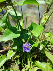 Pontederia vaginalis