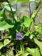 Pontederia vaginalis