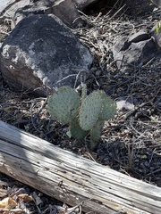 Opuntia chlorotica