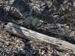 Opuntia chlorotica