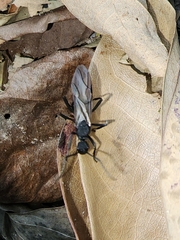Pompiloidea