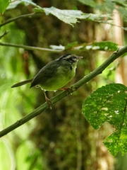 Basileuterus melanotis
