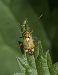 Rhabdomiris striatellus