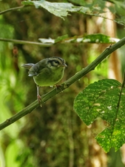 Basileuterus melanotis