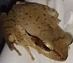 Polypedates maculatus