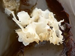 Chondrus crispus