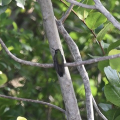 Riccordia ricordii