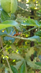 Holhymenia histrio