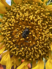 Euphoria sepulcralis