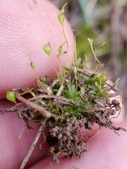 Physcomitrium pyriforme