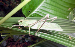 Mecopoda elongata