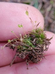 Physcomitrium pyriforme