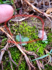 Physcomitrium pyriforme