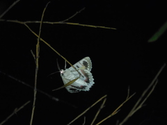 Crypsiphona tasmanica