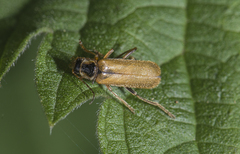 Cantharis decipiens