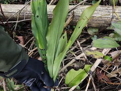 Alpinia japonica