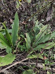 Alpinia japonica