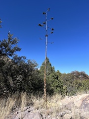 Agave palmeri