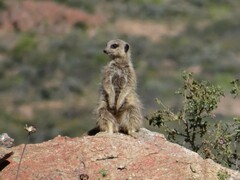 Suricata suricatta