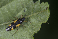 Dryophilocoris flavoquadrimaculatus