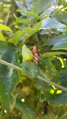 Holhymenia histrio