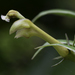 Burmeistera microphylla - Photo (c) Ken-ichi Ueda, alguns direitos reservados (CC BY), uploaded by Ken-ichi Ueda