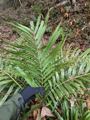 Blechnum orientale