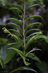 Burmeistera microphylla