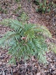 Blechnum orientale